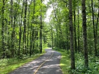 Riding around lush trees on bike path